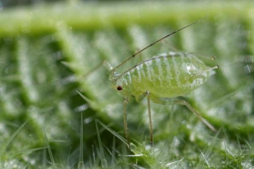 Réf. 181 124 : Microlophium carnosum